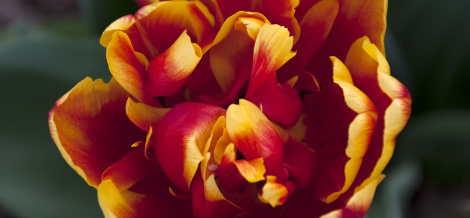 Tulip