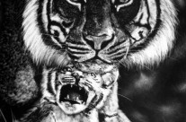 The Protector