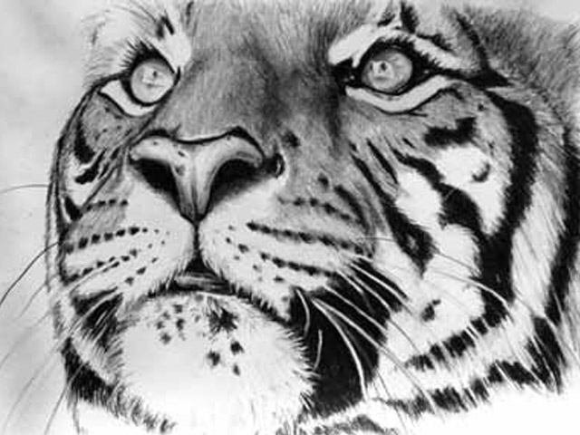 Tiger Eyes